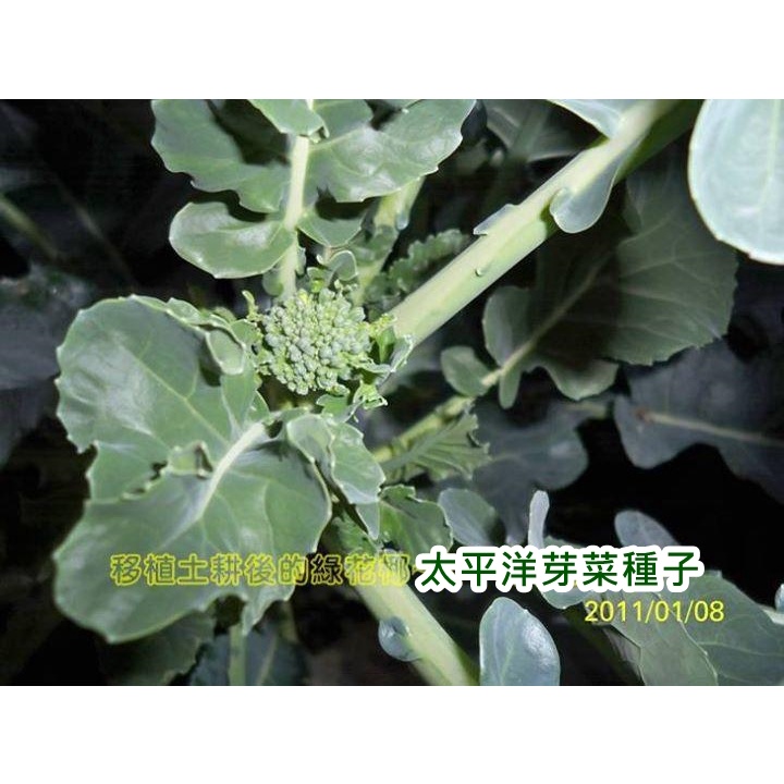 綠花椰種子 青花菜種子 紐西蘭 300g約顆 可水耕 土耕 96 高發芽率 芽菜種子 生菜種子 芽苗菜種子 蝦皮購物