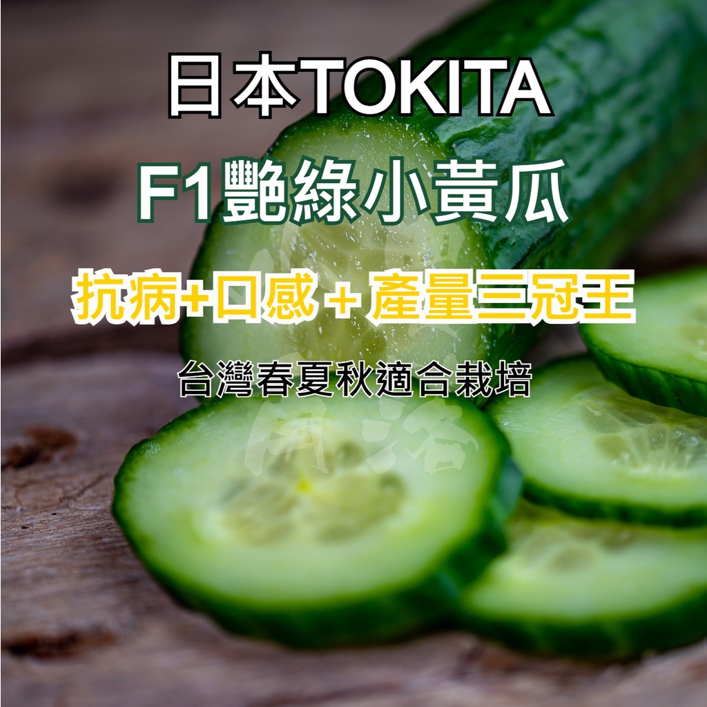 【現貨。不用再問】F1品種 日本 TOKITA 小黃瓜種子 艷綠 夾鏈袋裝 小黃瓜 小胡瓜 日本品種 高雌小黃瓜 種子