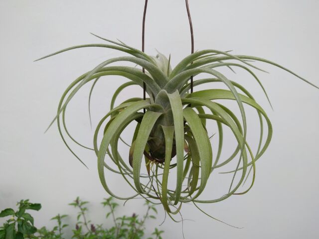 綠房子空氣鳳梨 艾瑞克 Tillandsia  Eric Knobloch
