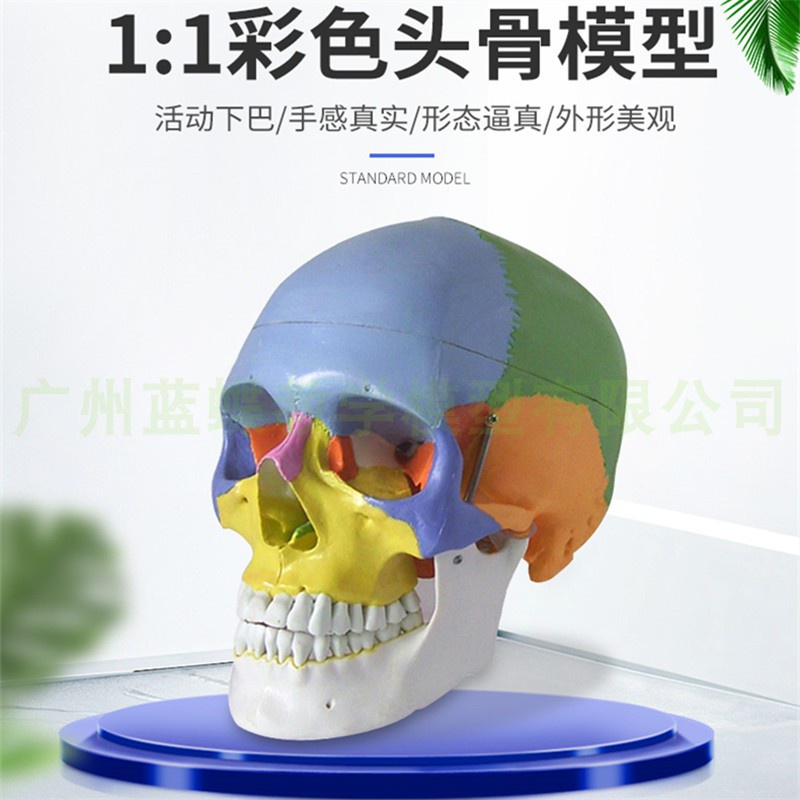♥❤仿真人體頭顱骨著色模型 頭骨骨性分離模型 彩色分區域頭骨模型