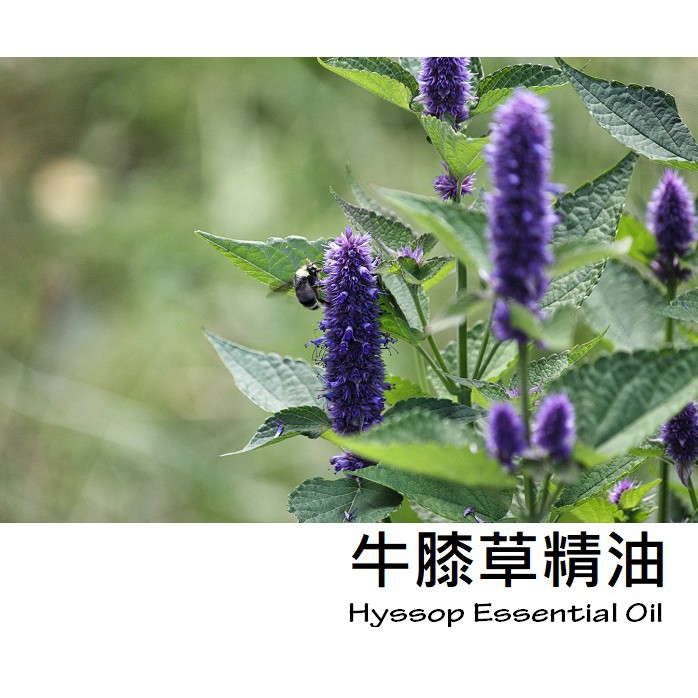 【ls】 ND 牛膝草精油 (神香草) (Hyssop Essential Oil )