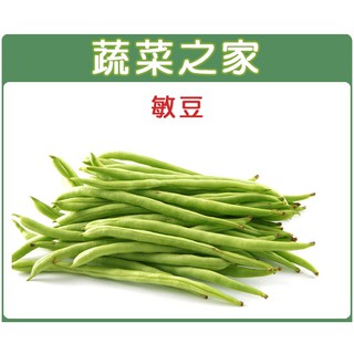 蔬菜之家滿額免運【00E01】大包裝.敏豆 (四季豆)種子 全年可栽培 豆類種子 豆莢特長.豆莢白霧.圓形莢