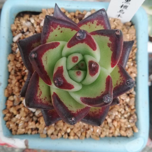 黑檀汁烏木進口多肉植物 蝦皮購物