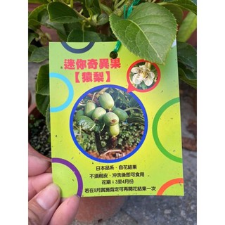 一葉植富 日本迷你奇異果🥝掛花果特價1000元