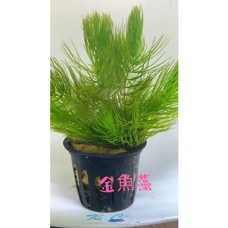 金魚藻 盆 K C嚴選水草 蝦皮購物
