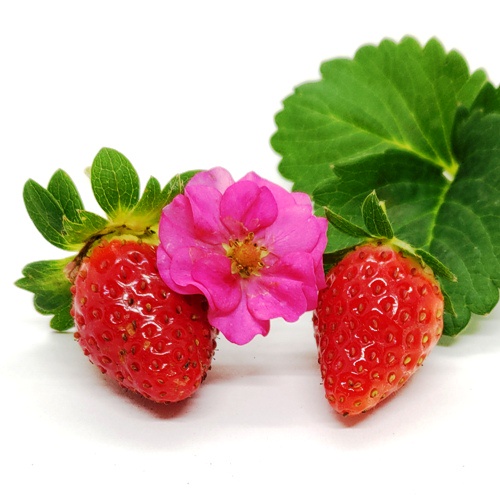 重瓣紅花草莓種子~~稀有紅花品種，多產不易長走莖，適合盆植