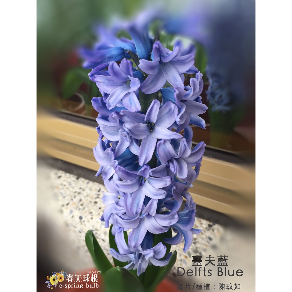 春天球根 風信子hyacinthus 7 臺夫藍delfts Blue 球根花卉 蝦皮購物
