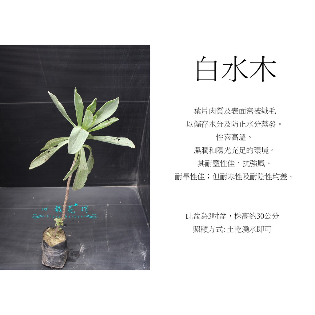 心栽花坊 白水木 3吋 綠籬植物 綠化植物 售價40特價35 蝦皮購物