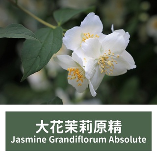 【馥靖精油】大花茉莉原精 Jasmine Grandiflorum Absolute