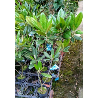心栽花坊 木蓮 洋玉蘭 荷花玉蘭 4吋 香花植物 綠化植物 售價160特價150 蝦皮購物