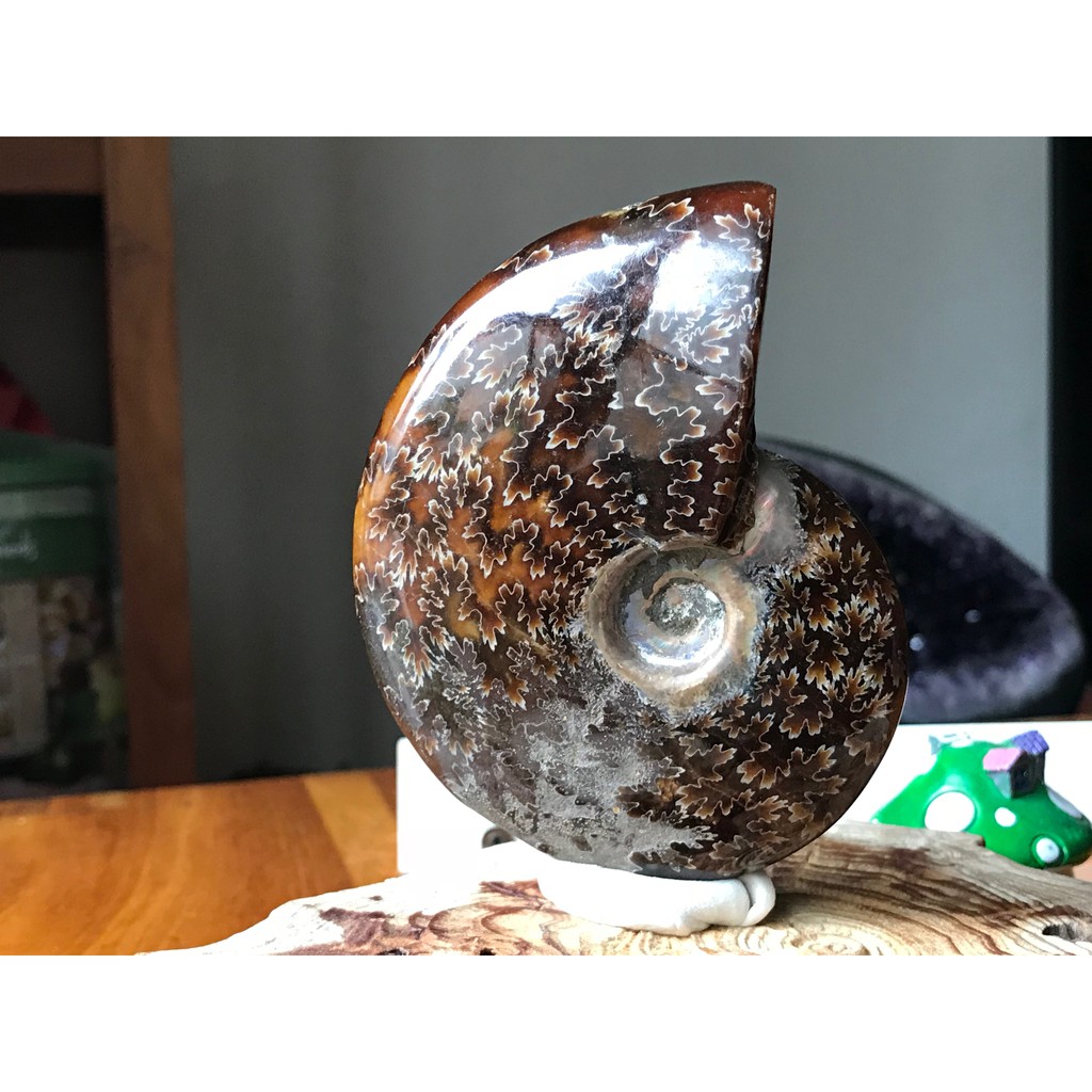 [異品軒]馬達加斯加產~矽化風神菊石化石 (透光、帶部份彩斑)(AM06)/化石擺件/把玩件