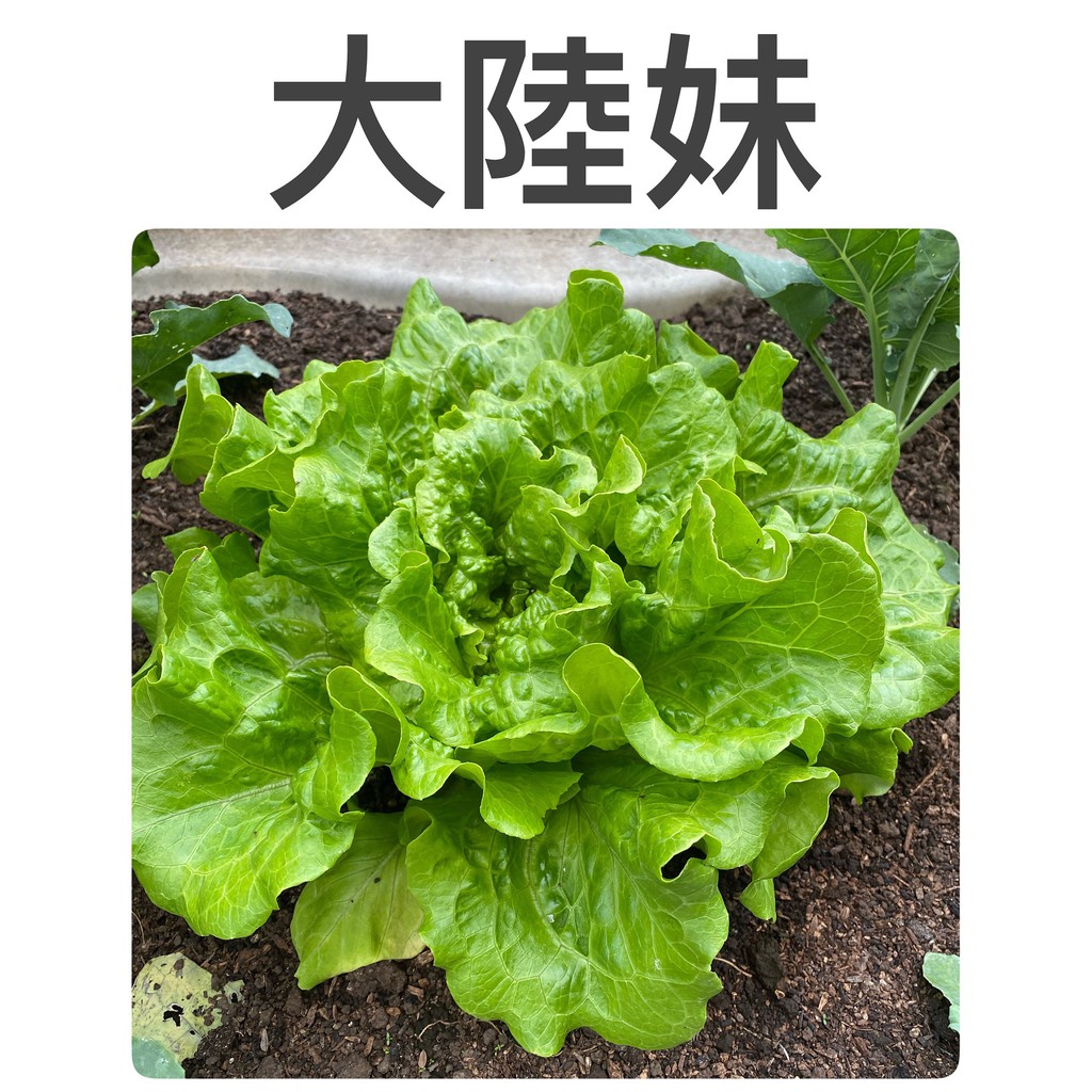 大陸妹種子3g 約2500粒 萵苣種子 蝦皮購物