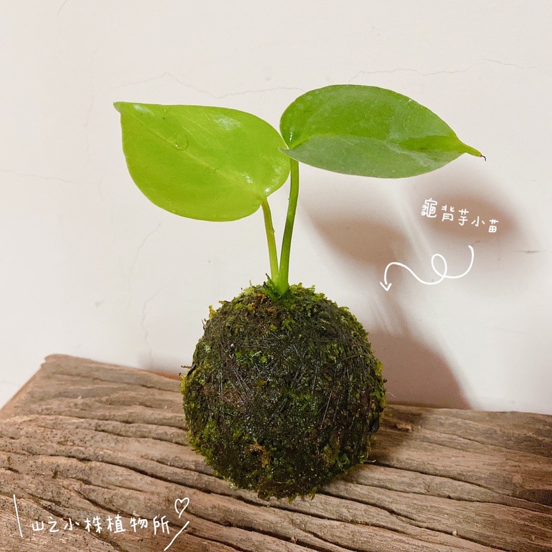 山之小株植物所龜背芋小苗苔球電信蘭觀葉植物 蝦皮購物