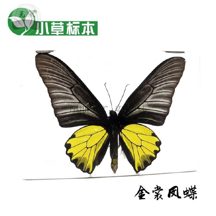 特惠標本定制定制昆蟲標本來樣昆蟲標本定制定制昆蟲標本鑰匙扣 蝦皮購物