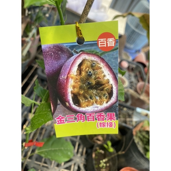 《花果山🐒》 -- 超甜金三角百香果 3寸接苗 不同成熟狀態不同風