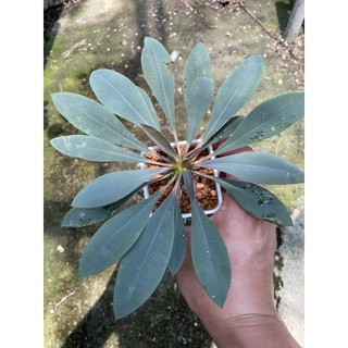 塊根植物-實生瓶幹麒麟