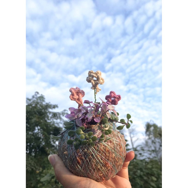手作多肉苔球 多肉植物 苔球 編織 送禮 蝦皮購物