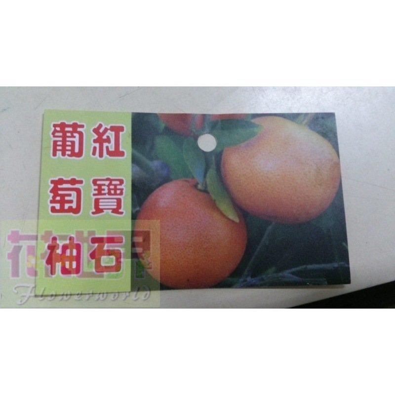 水果苗  紅寶石葡萄柚  8吋盆高90-100cm甜度高【花花世界玫瑰園】