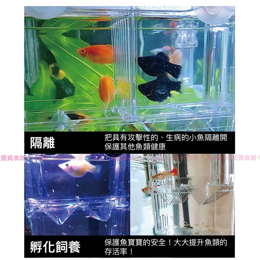 多功能隔離盒 小魚繁殖盒 影片觀賞 隔離箱 產子盒 孵化箱 產卵盒 孔雀魚仔魚 幼魚 鬥魚 小魚產房 仔魚產房 蝦皮購物