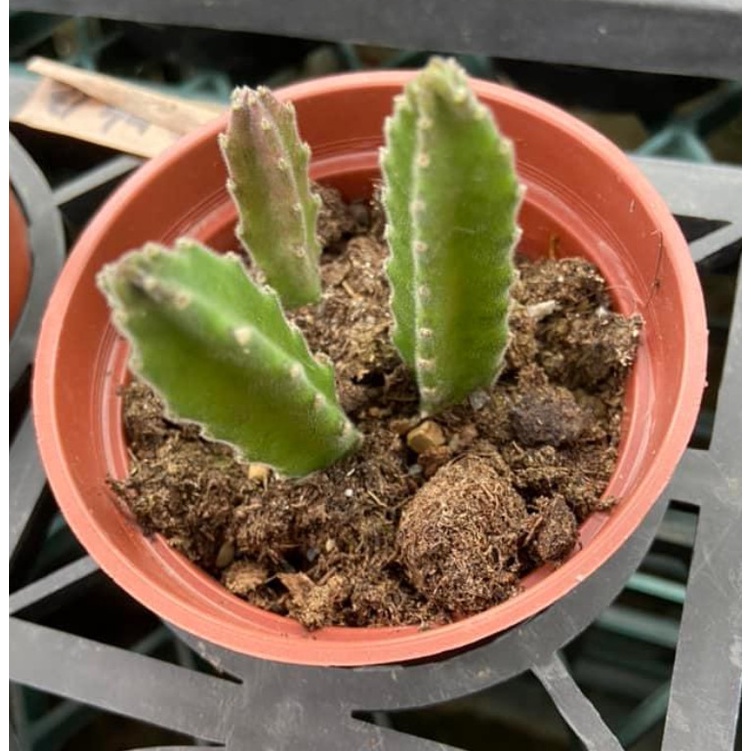 3寸盆 犀角花 蘿藦科 多肉植物  室內植物 綠化植物