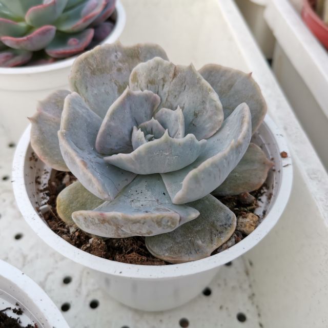 多肉植物 麗娜蓮石化 蝦皮購物