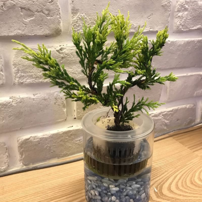 水耕種植真柏 蝦皮購物