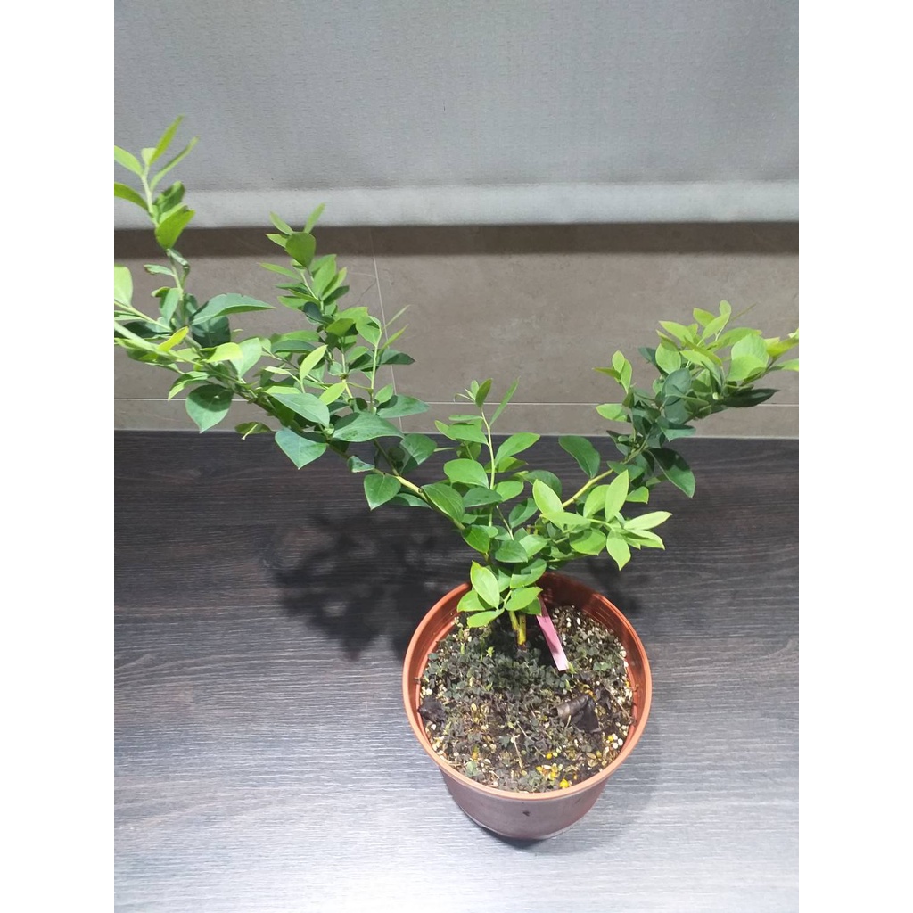 藍莓苗【門梯(Menditoo)】3.5吋淺軟黑盆、6吋盆栽。