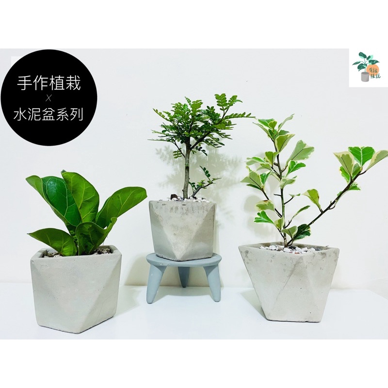 水泥盆植栽系列 風格植栽 簡約 好看 觀葉植物 室內植物 陽台綠植｜琴葉榕｜斑葉三角榕「有話植說」