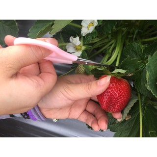【大湖草莓】當天現採直送/草莓小禮盒包裝/農場自營/天然栽種/ Juicy口感