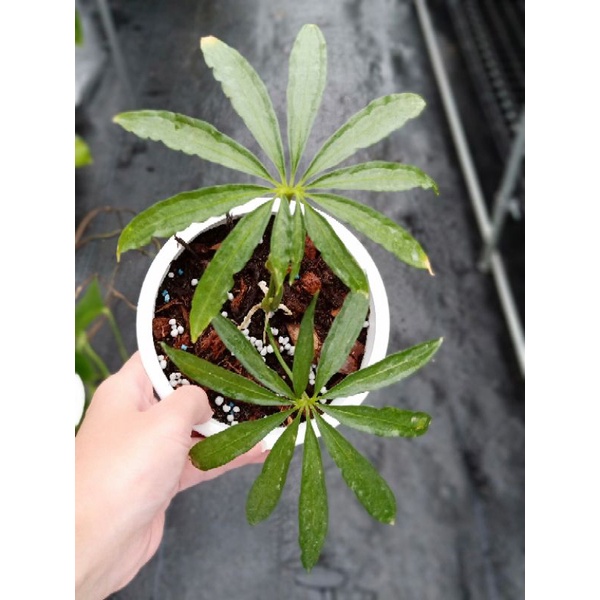 麻葉花燭 Anthurium polyschistum 4吋盆 雨林 觀葉 斑葉 網紅植物