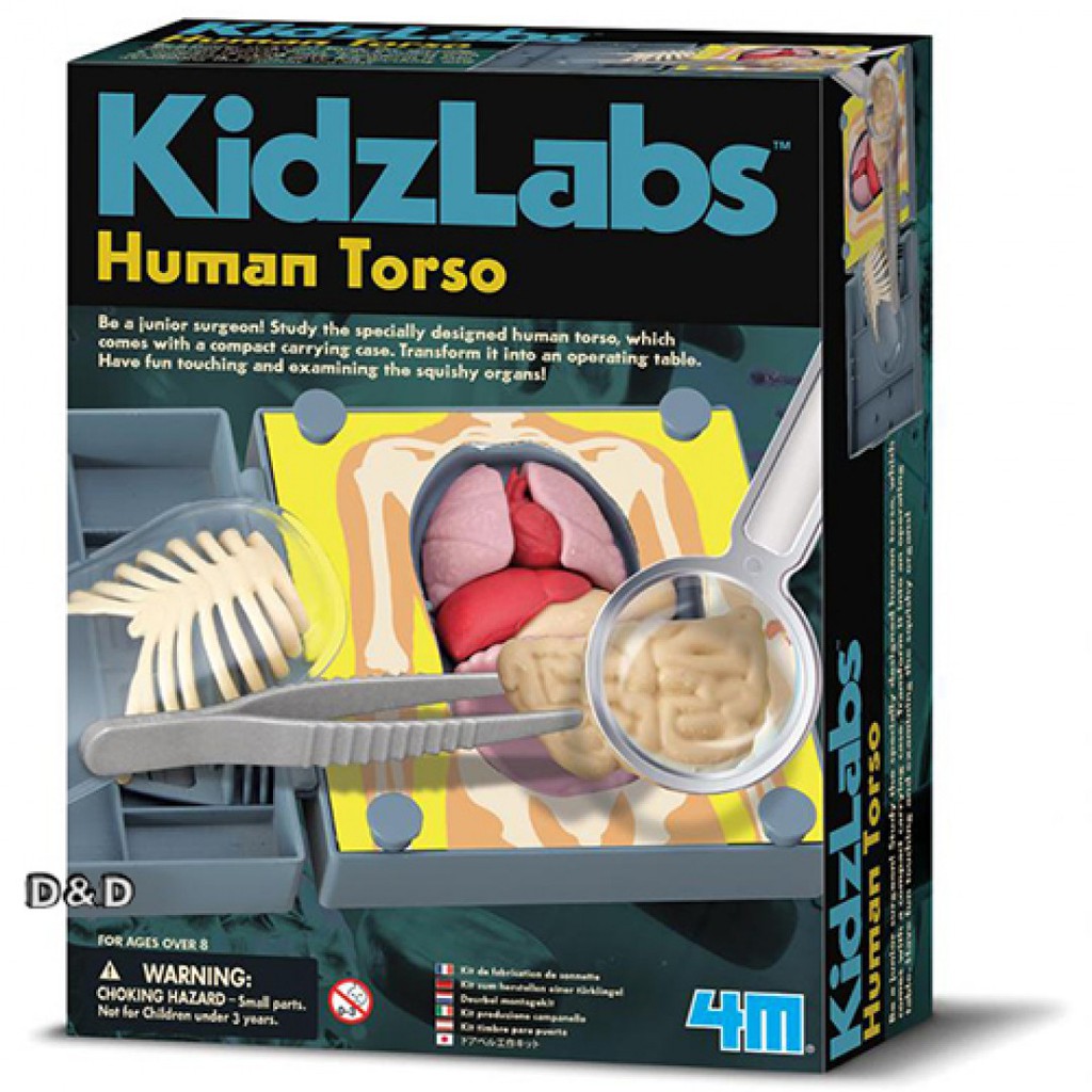 4M 科學探索 人體器官模型 Human Torso