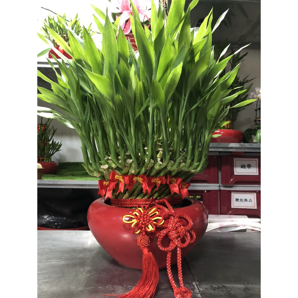 芳群鮮花店 桌上型開運竹盆栽 全省配送 開幕 新居落成 公司喬遷 展覽致賀花禮 B56 蝦皮購物