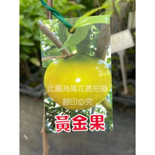 ☆萬花叢★水果苗【黃金果】★4吋黑軟盆☆高約30~50cm★實生苗☆