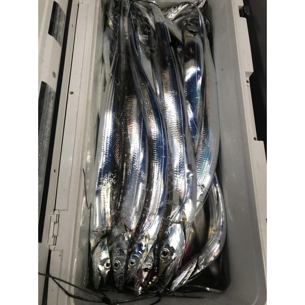 Pro Hunter 太刀天亞夜光魚頭船釣小搞搞白帶魚太刀魚 蝦皮購物