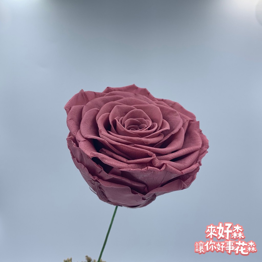 Florence永生玫瑰7 8cm 台灣現貨 進口不凋花 乾燥花 不凋玫瑰 永生花 乾燥玫瑰 蝦皮購物
