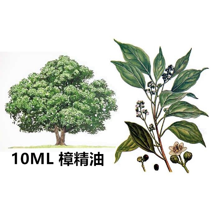 10ml芳樟精油100 樟精油保證純精油適用於手工皂 香水 保養品 按摩油 蝦皮購物
