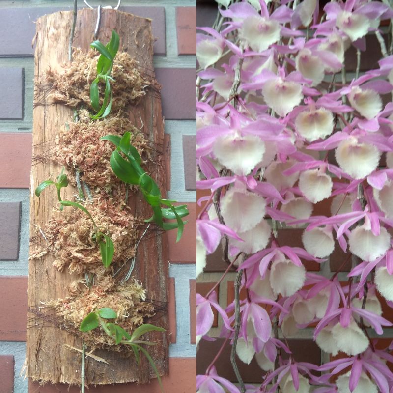 【Fun輕鬆】上板植物 療癒植物 板植 樹皮 木板 - 粉紅天宮石斛蘭 石斛蘭 瀑布蘭