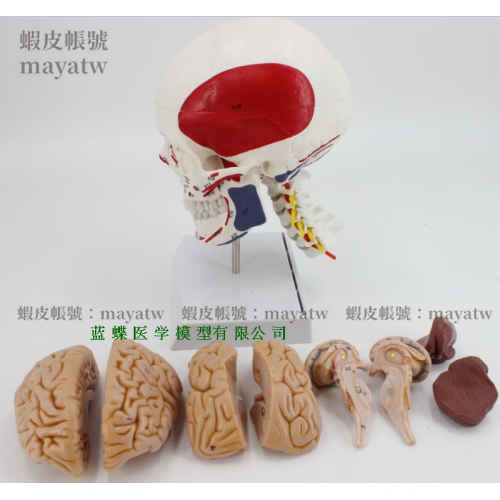 (MD-B_0676)頭顱骨附肌肉起止點及腦模型 頭骨 腦動脈解剖模型 頭骨肌肉著色