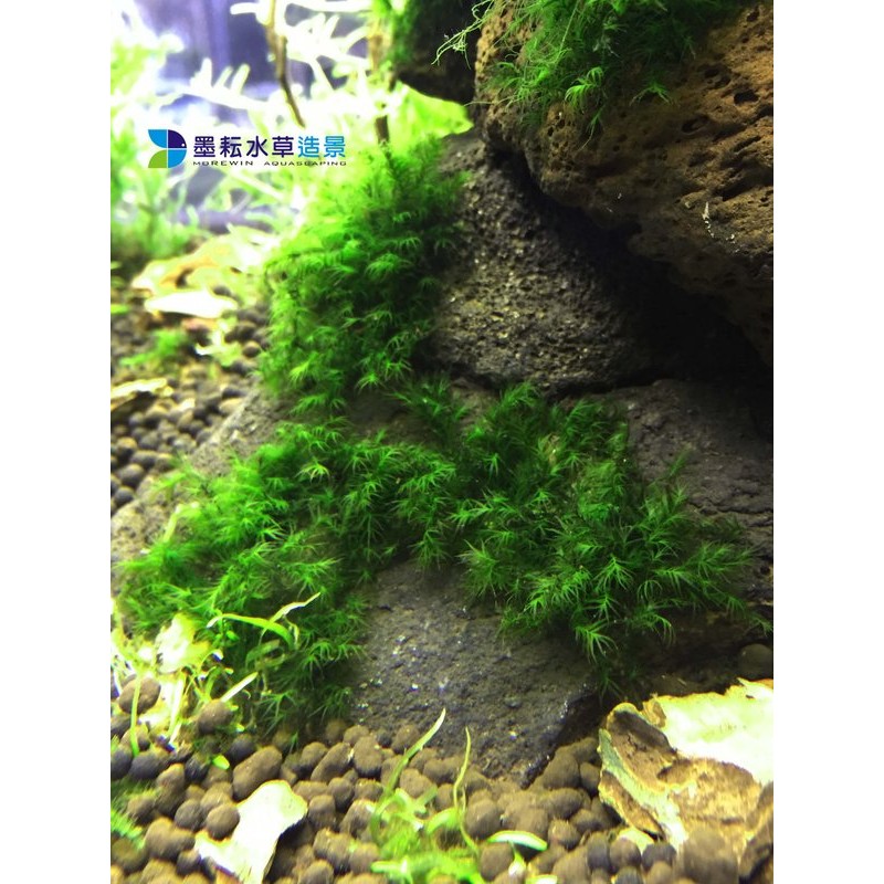 墨耘水草 美國鳳尾苔鐵片 石片 水中葉 不需co2 前景莫絲新手級陰性草水族 蝦皮購物