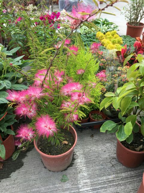 一禪種苗園 喬木 香水合歡花 不挑花色 粉撲花 6吋盆 蝦皮購物