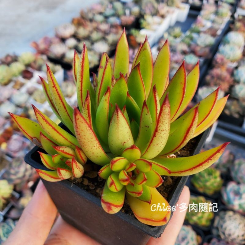景天echeveria 86 黃金雨 首圖為母本照 2吋多肉植物 蝦皮購物
