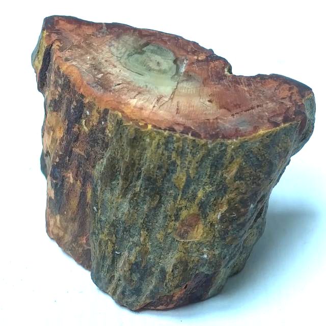 化石的家 馬島矽化木 南洋杉木化石 蝦皮購物