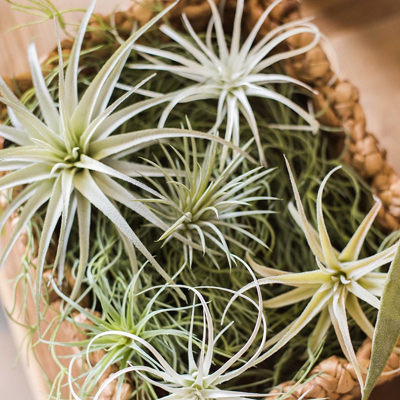 ♥❤掬涵 仿真空氣鳳梨假植物高檔精致植物空氣鐵蘭卡比塔塔