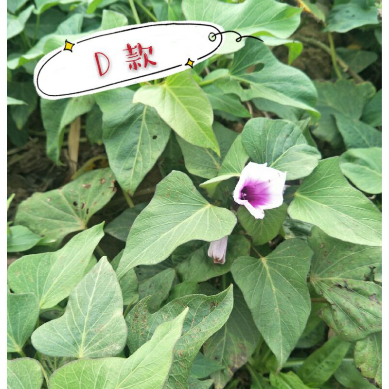 地瓜葉枝條種植用 台農57 栗子地瓜 五爪地瓜葉 紫色地瓜葉 阡插枝條 蕃薯地瓜苗 蝦皮購物