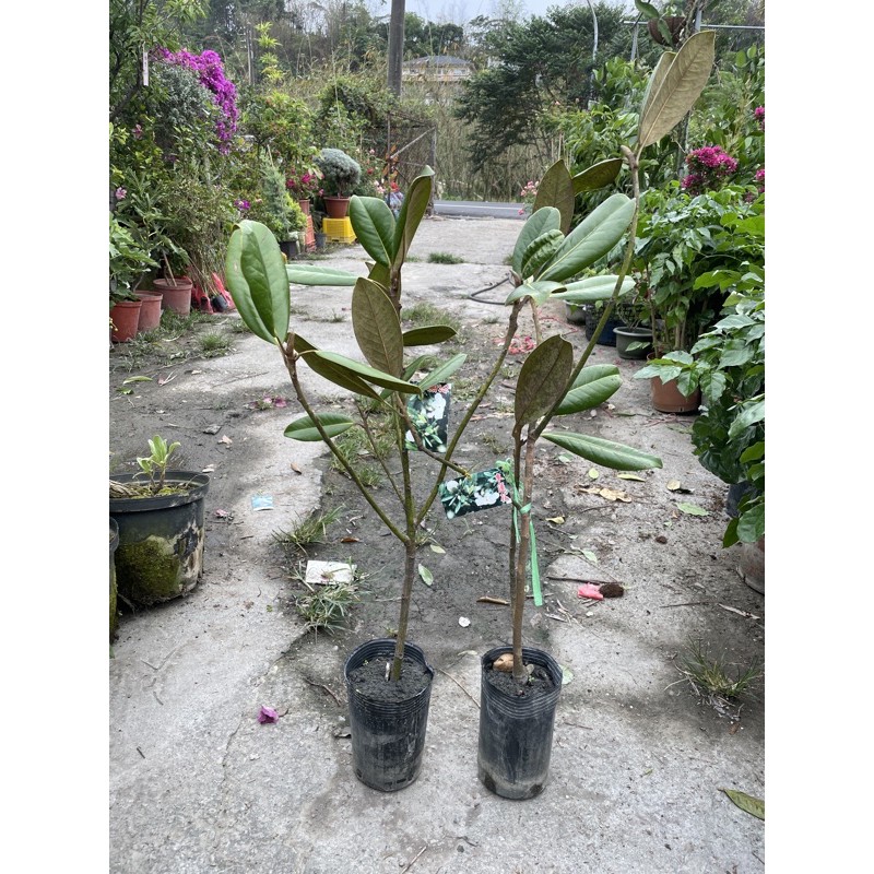 霏霏園藝木蓮特價一棵0元4吋盆吋盆高度30 50公分高 蝦皮購物