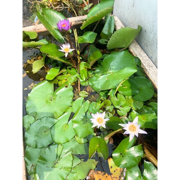 池塘用新鮮塘泥睡蓮菱角荷花蓮花碗蓮茭白筍水生植物專用土 蝦皮購物