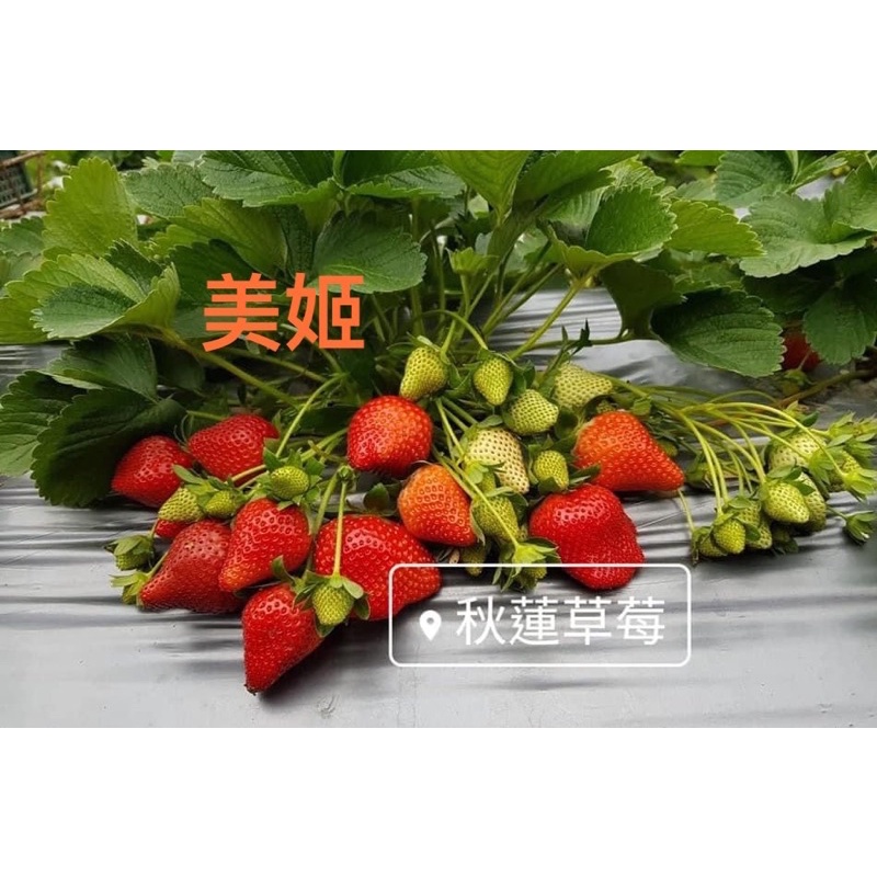 免運費‼️美姬草莓🍓秋蓮草莓🍓草莓苗🍓 14棵苗一組免運