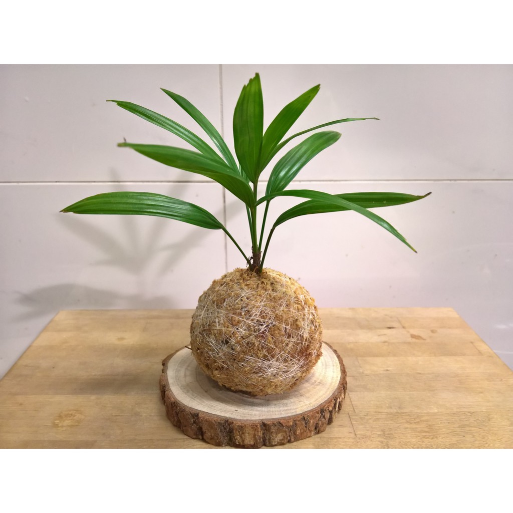 苔球配件 原木底座花架水盤底盤 不含苔球植物 蝦皮購物