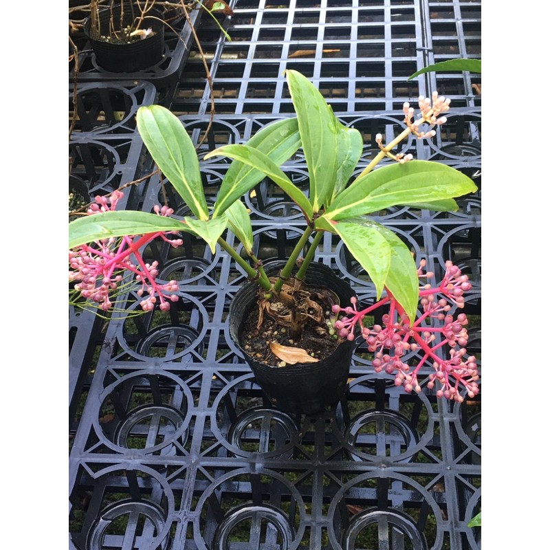 525生態植物園 臺灣野牡丹藤 蝦皮購物