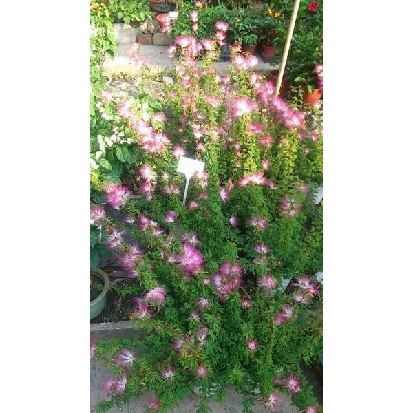 花花世界 喬木觀花植物 香水合歡 花絲色彩雖類似粉撲 香水粉撲花 5 6吋盆苗 高 30公分 蝦皮購物